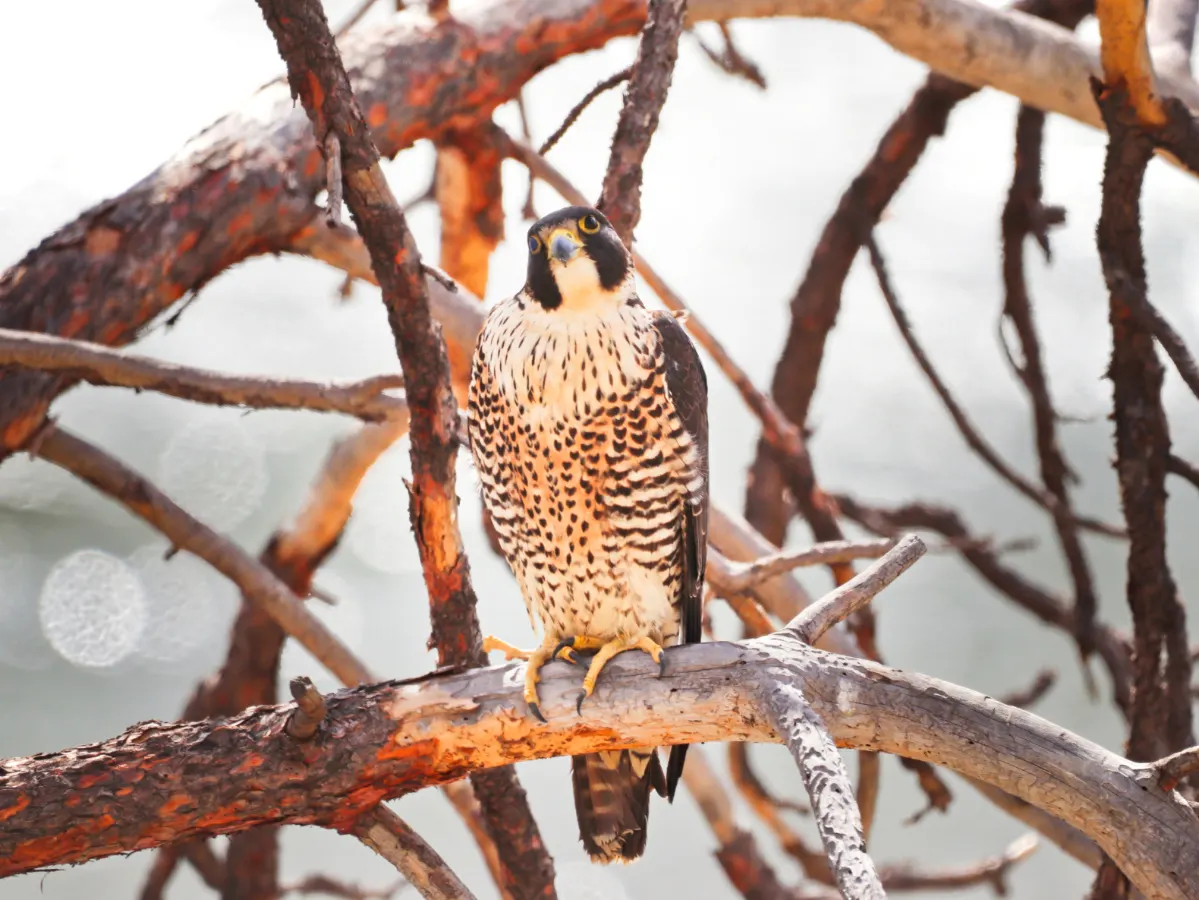 Peregrine Falcon from Rocky Mountaineer Train First Passage to the West 1