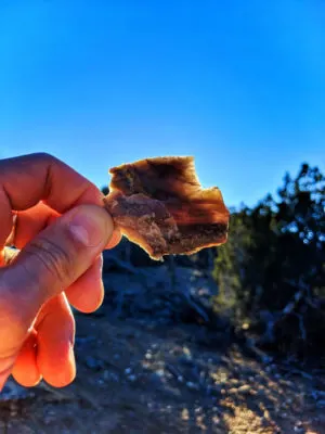 Petrified wood at Petrified Forest State Park Escalante Utah 4