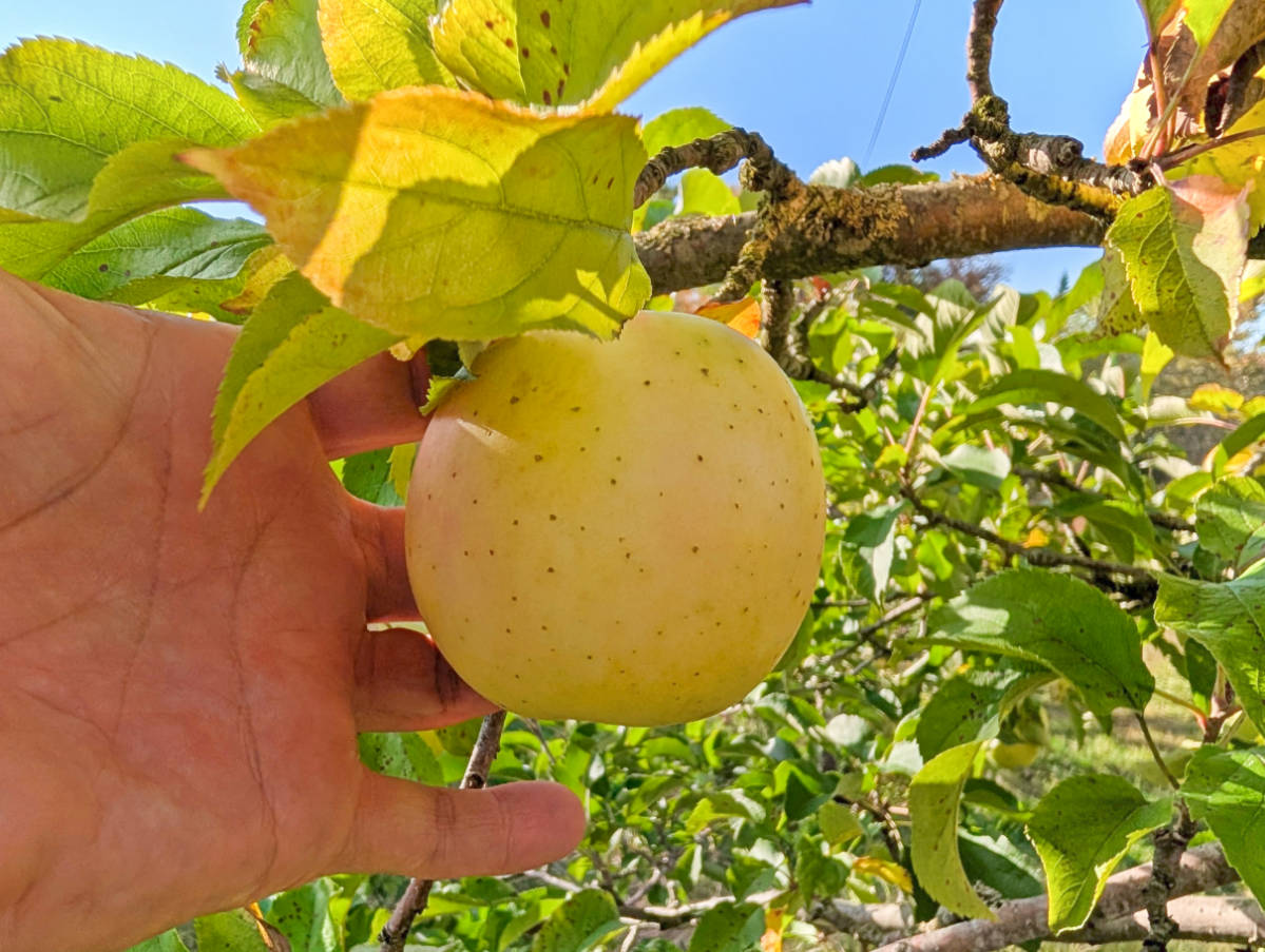 Picking Apples at Orchard Ridge Farms Gorham Maine