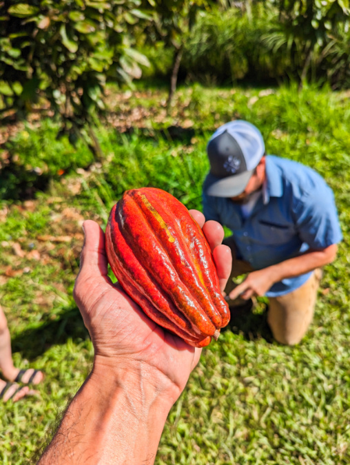 Picking Cacao on Tree to Chocolate Tour at Lavaloha Cacao Farm Hilo Big Island Hawaii 1