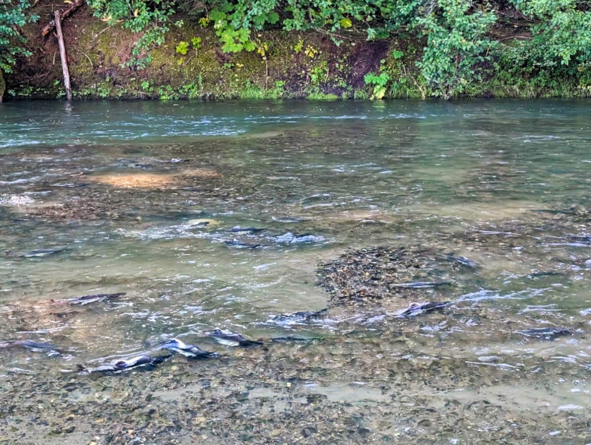 Pink Salmon in Bartlett River in Glacier Bay National Park Gustavus Alaska 1