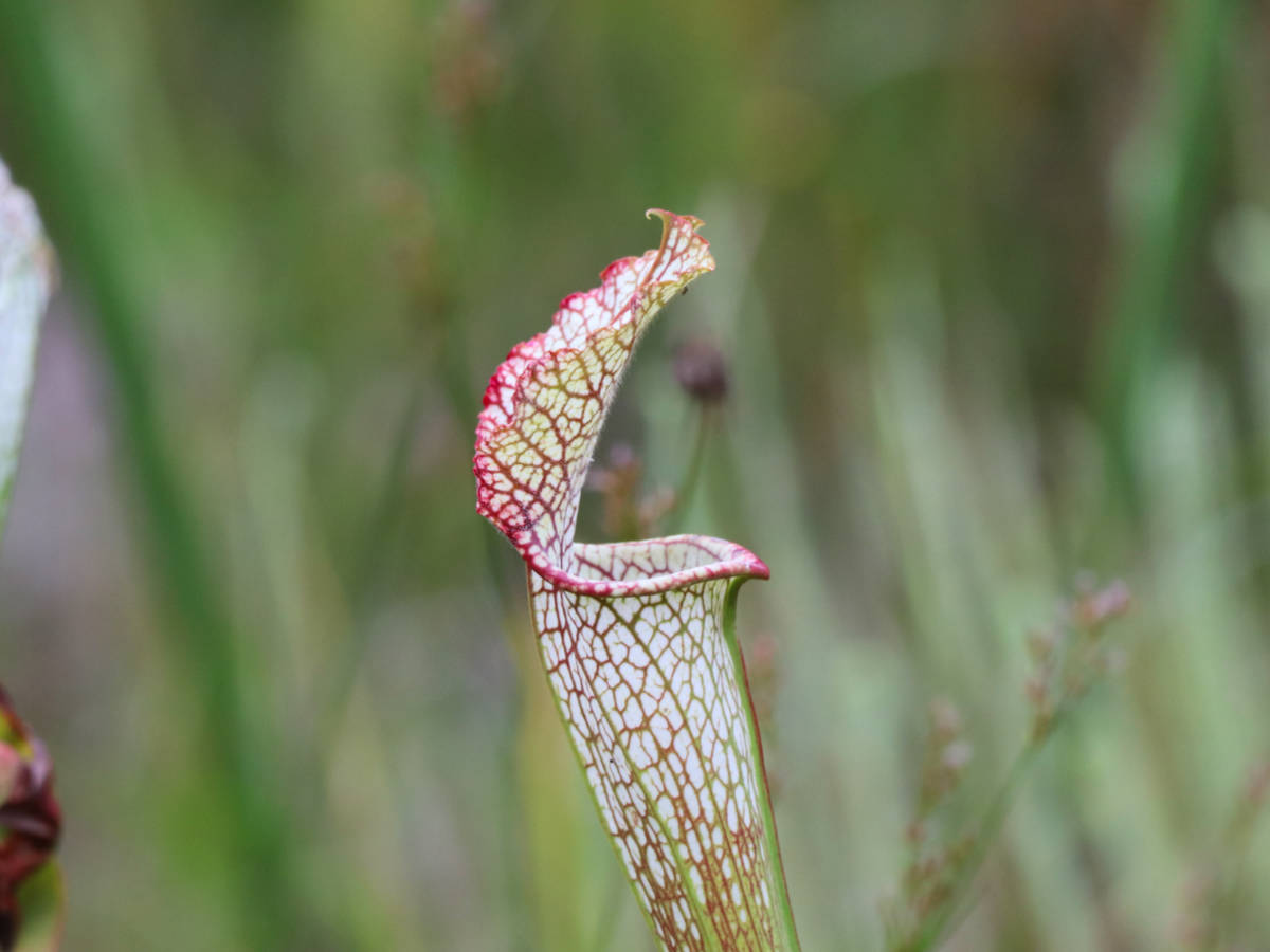 Pitcher Plant at Tarkiln Bayou State Park Pensacola Florida 1
