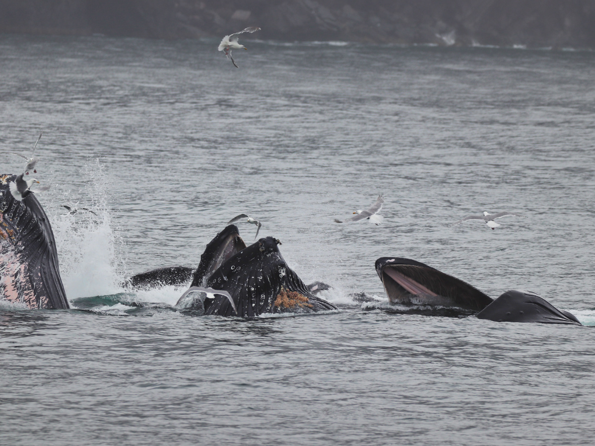 Pod of Humpback Whales Bubble Net Feeding in Kenai Fjords National Park Alaska 2