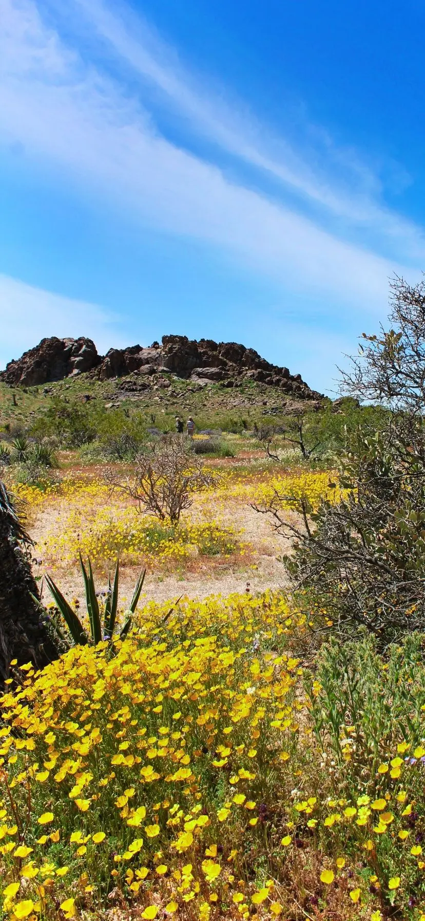 Poppy Super Bloom at Joshua Tree National Park