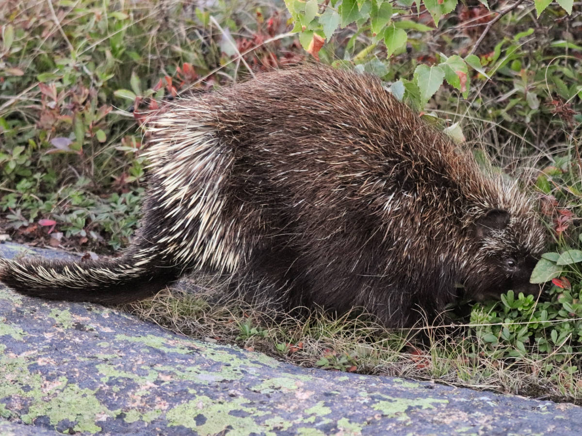 Porcupine on Cadillac Mountain in Acadia National Park Bar Harbor Maine