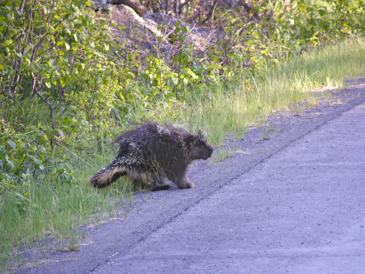 Porcupine on Exit Glacier Road Kenai Fjords National Park Alaska 1