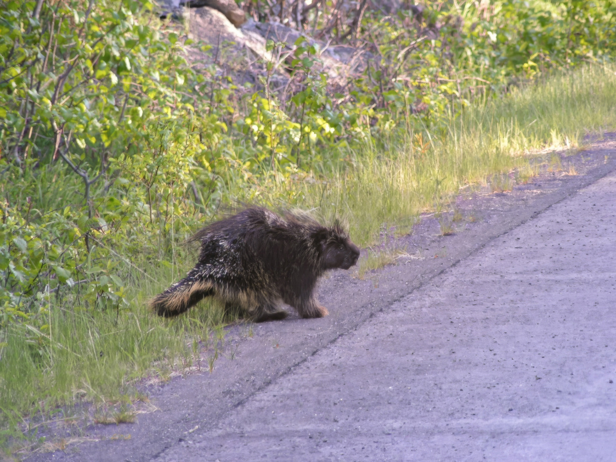 Porcupine on Exit Glacier Road Kenai Fjords National Park Alaska 1b