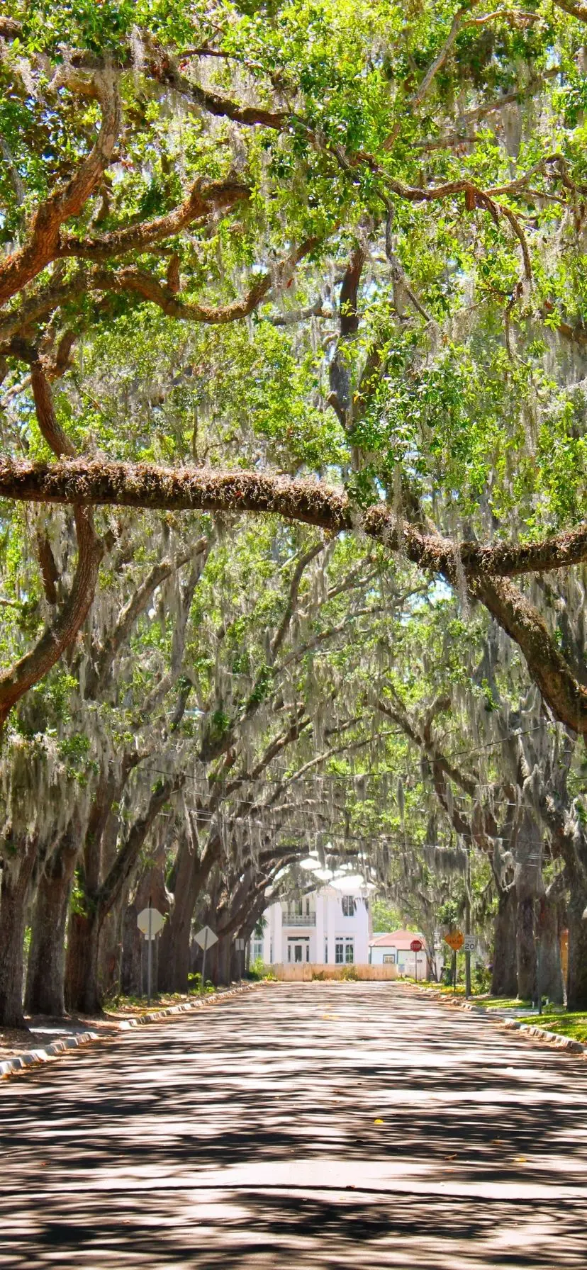 Prettiest Street in America Magnolia Ave St Augustine FL 2