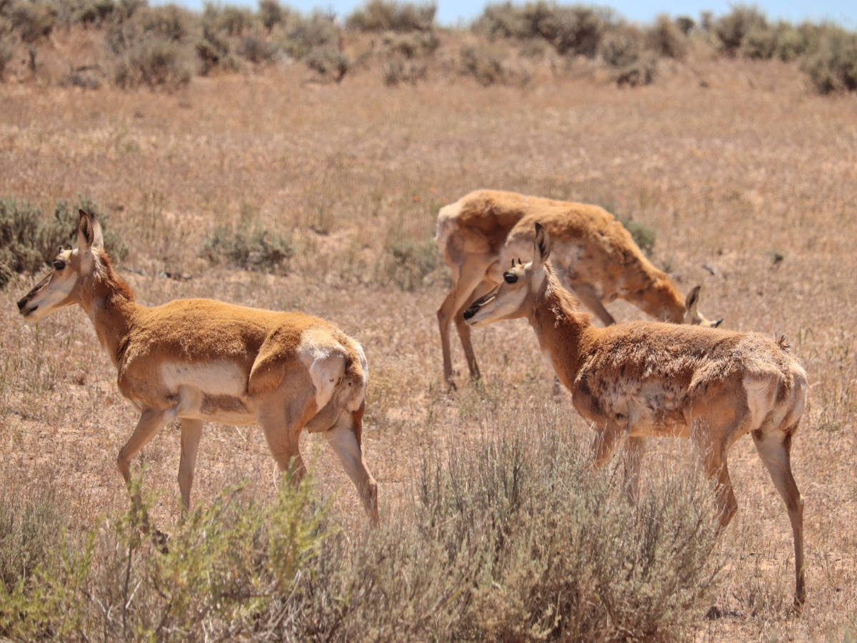 Pronghorn Antelope at Ouray National Wildlife Refuge Vernal Utah 1