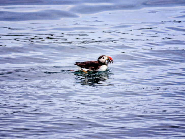 Puffins at Easter Egg Rock MidCoast Maine 10