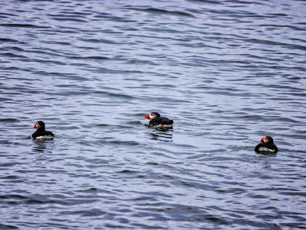 Puffins at Easter Egg Rock MidCoast Maine 14