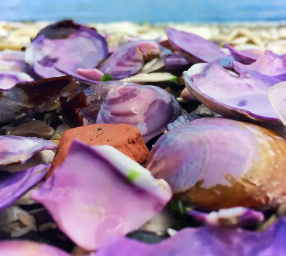 Purple Clam Shells at Grays Harbor Washington 2
