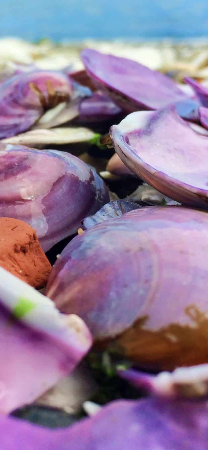 Purple Clams on Olympic Peninsula Things to Do