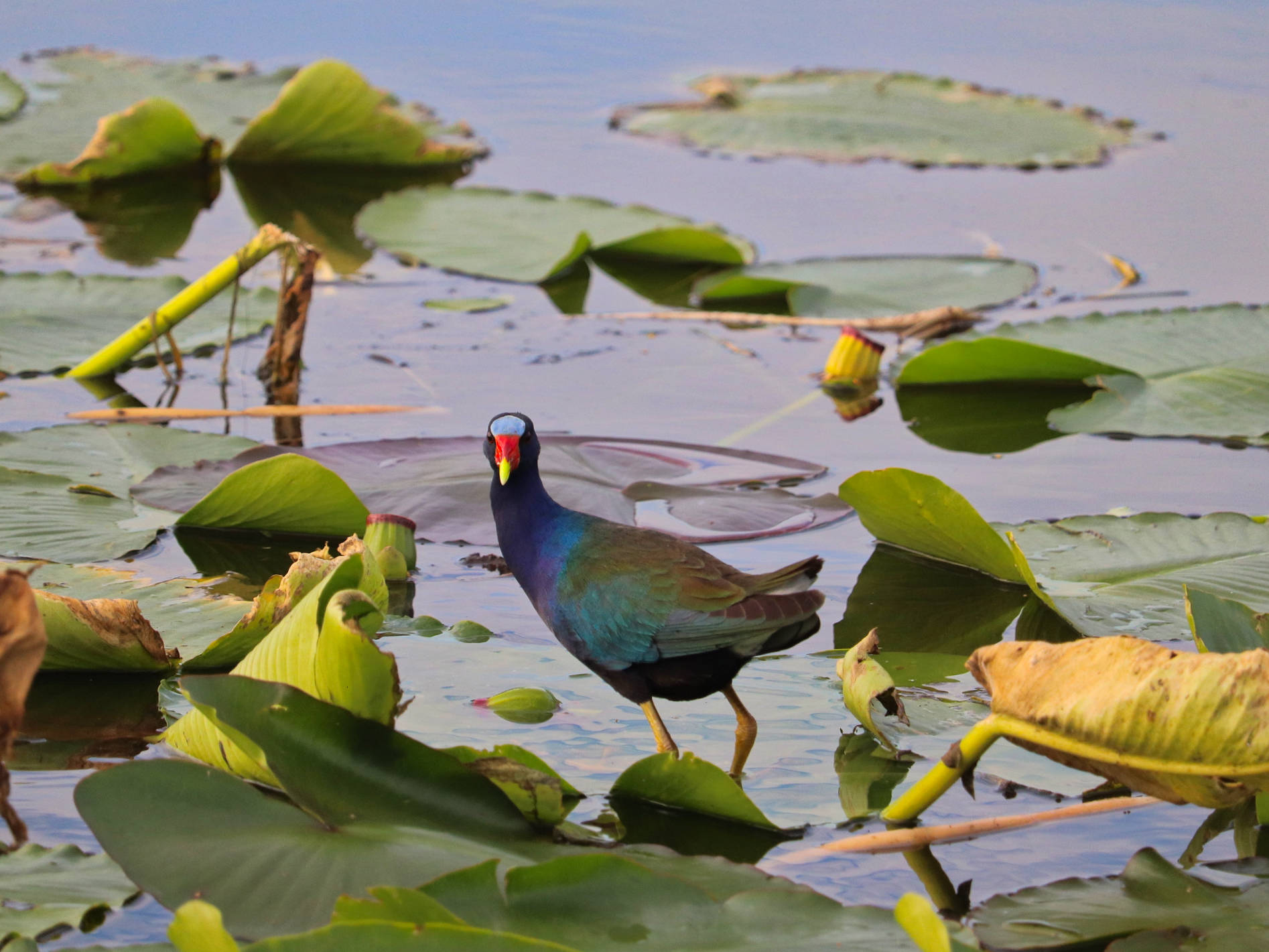 Purple Gallinule at Swamp area in Lakeland Central Florida 2