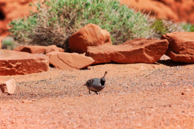 Quails in Valley of Fire State Park Las Vegas Nevada 2