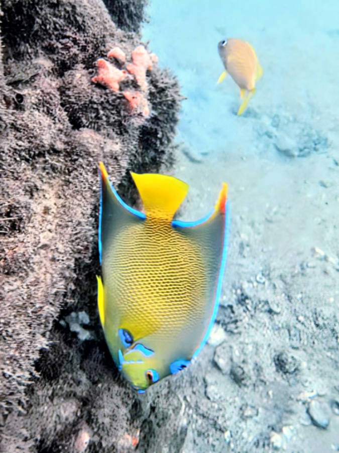 Queen Angelfish while snorkeling at Phil Foster Park Singer Island Riviera Beach Florida