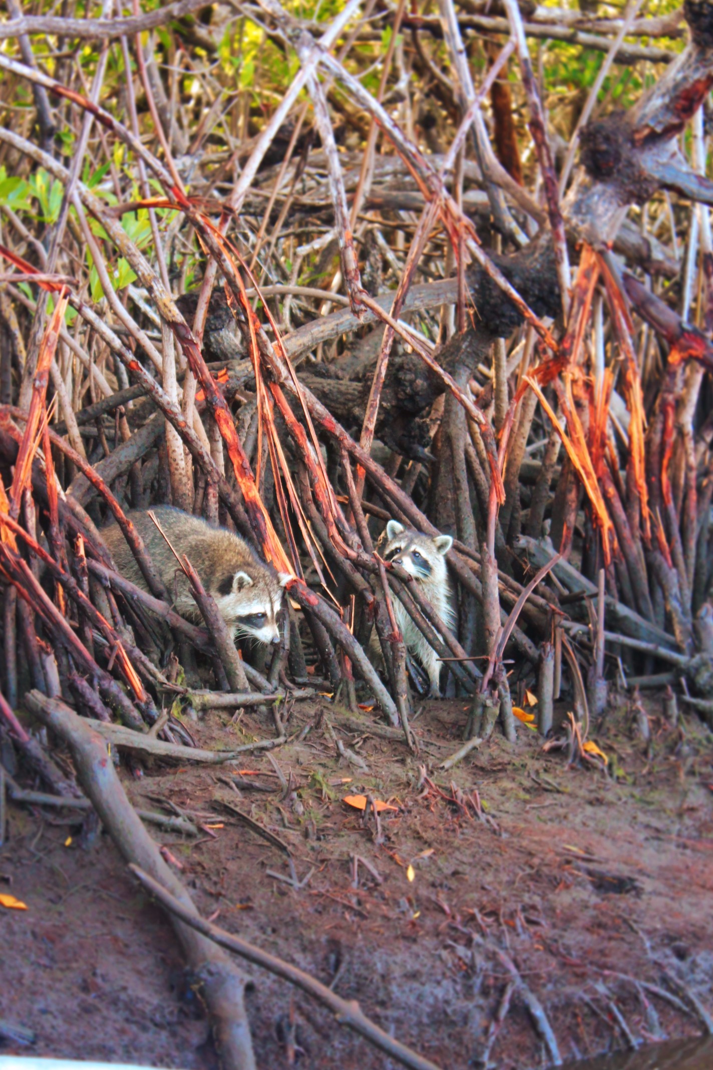 Raccoons in Mangroves Airboat Ride Everglades City Florida 2