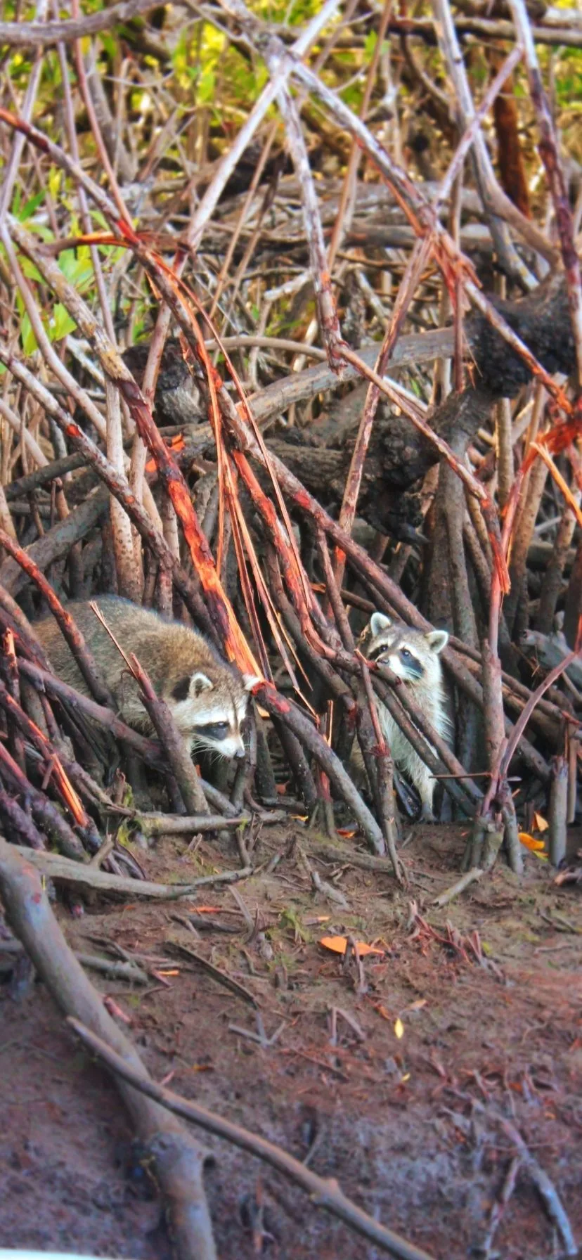 Raccoons in Mangroves in Everglades National Park Florida