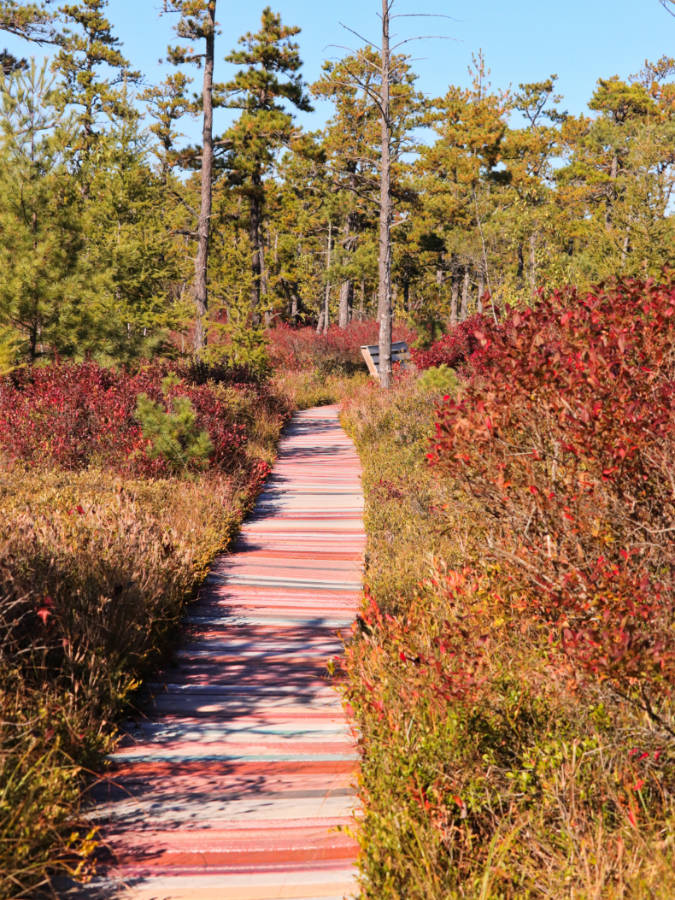 Rainbow Boardwalk Trail at Saco Heath Preserve Kennebunkport Maine 3b