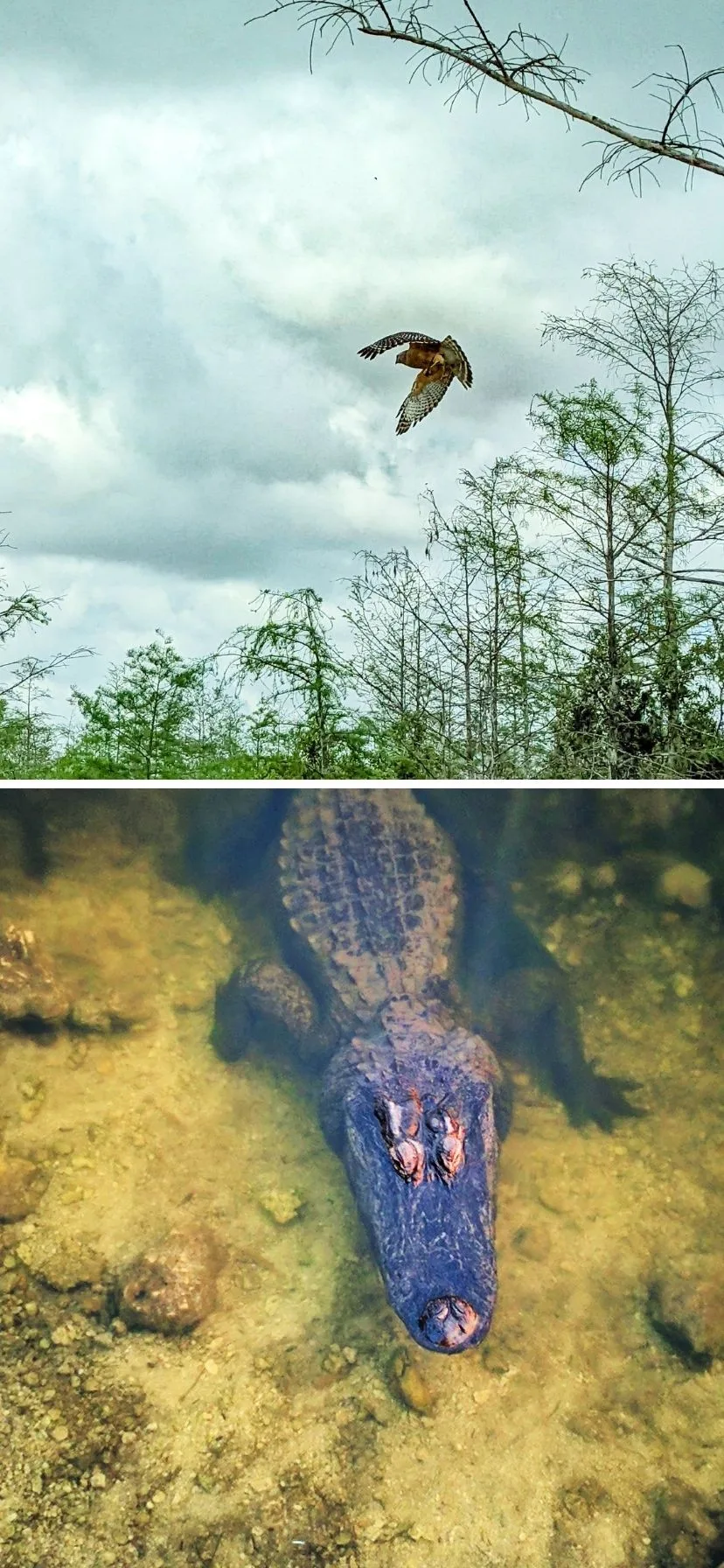 Red Shouldered Hawk and Alligator in Big Cypress National Preserve Florida