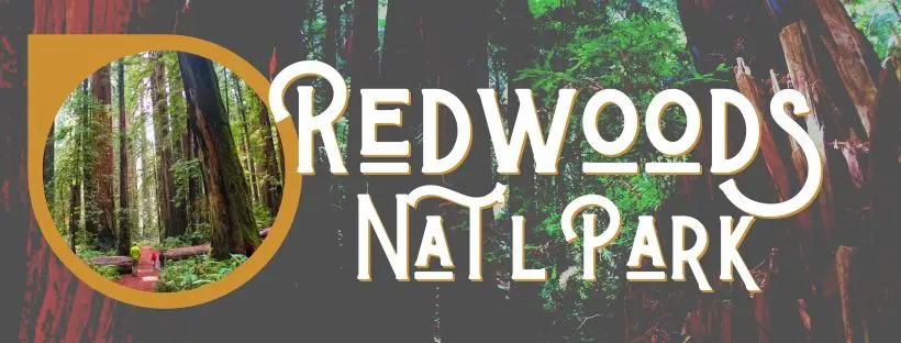 Redwood NPS Header