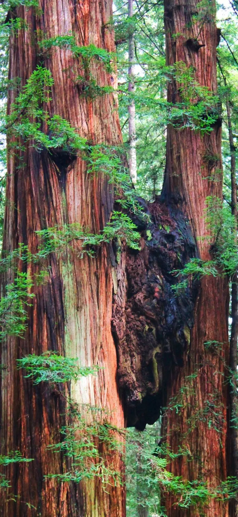 Redwoods National Park California Coast Road Trip