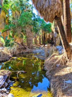 Reflections in palm oasis Palm Canyon Indian Canyons Palm Springs California 3