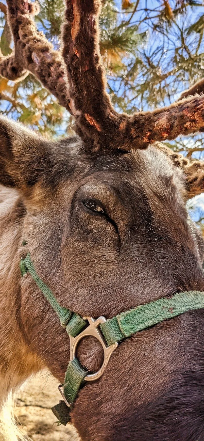 Reindeer Farm in Leavenworth Washington