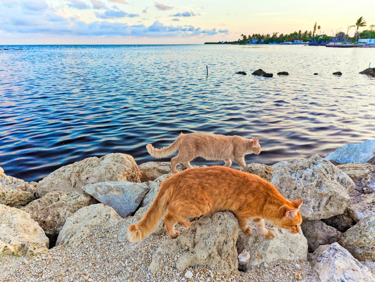 Residents Cats at Grassy Flats Resort Grassy Key Marathon Florida Keys 2