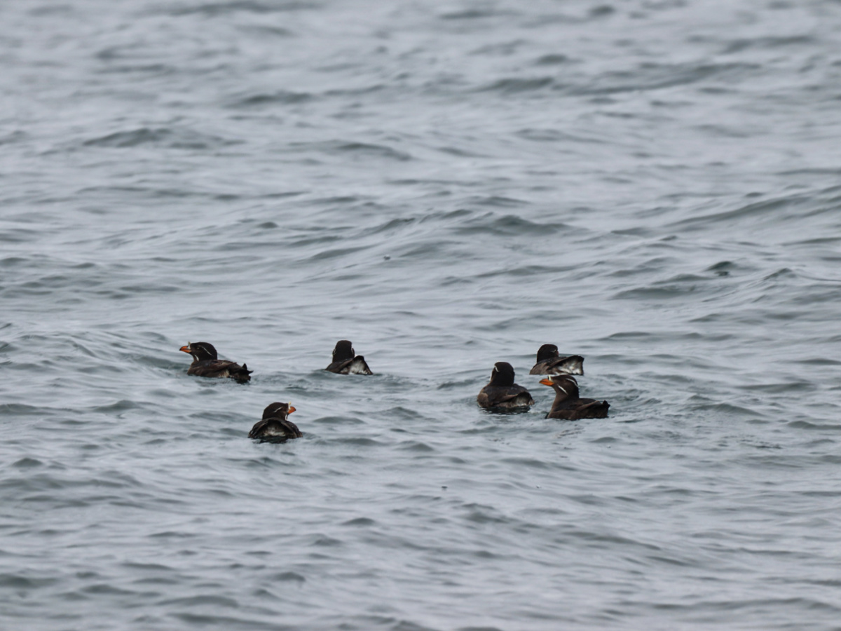 Rhinoceros Auklets in Kenai Fjords National Park Alaska 1b