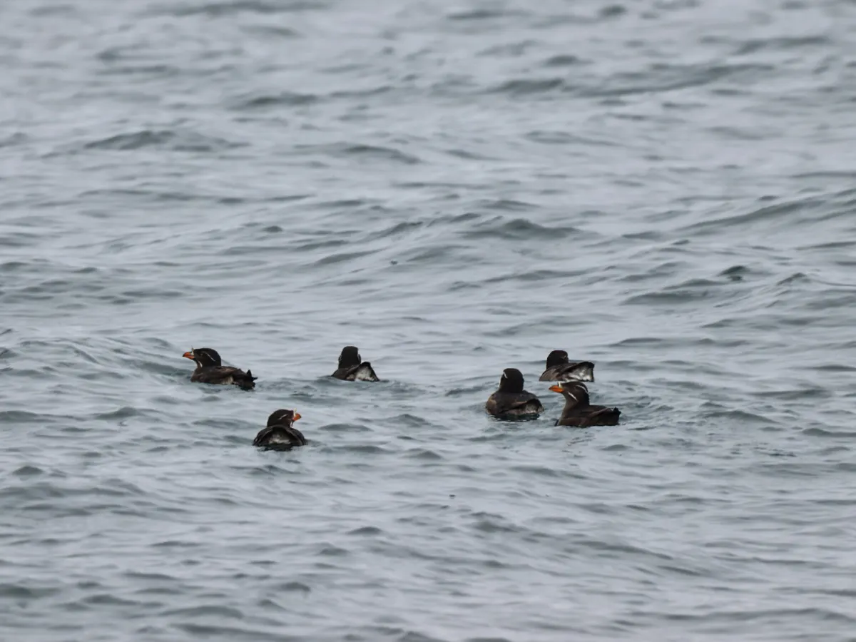 Rhinoceros Auklets in Kenai Fjords National Park Alaska 1b