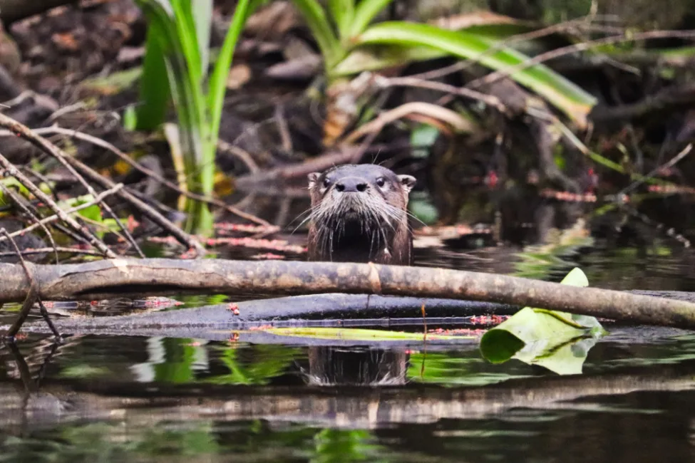 River Otters on Silver River Ocklawaha River Ocala National Forest Florida 4