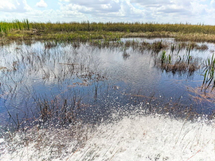 River of Grass from Airboat at Coopertown Airboat Tours Everglades National Park Florida 1