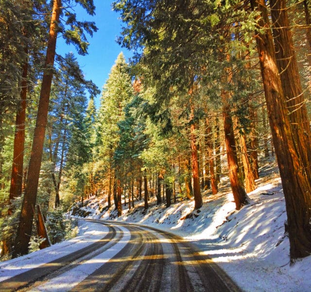 Road Through Sequoias in the Snow Sequoia National Park 3
