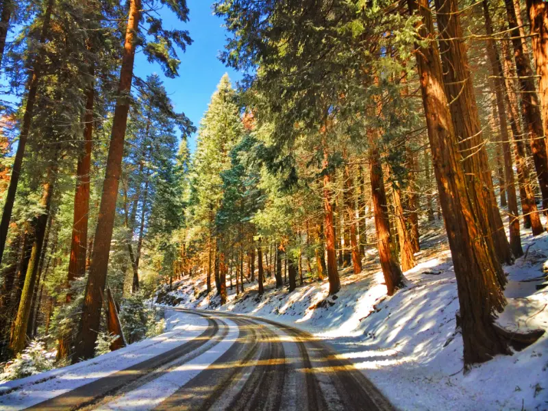 Road Through Sequoias in the Snow Sequoia National Park 3
