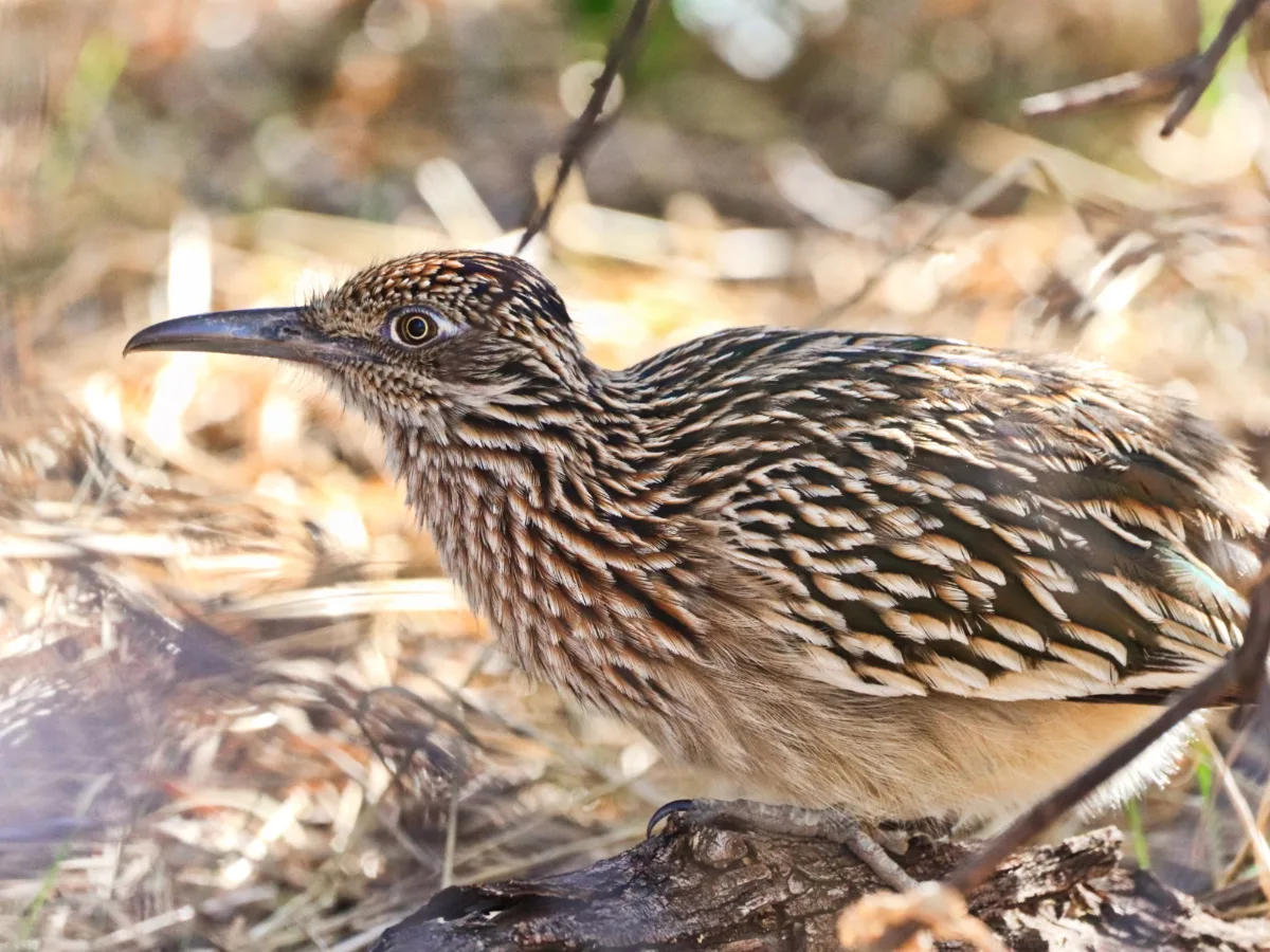 Roadrunner at Casa Grande Ruins National Monument Arizona 2