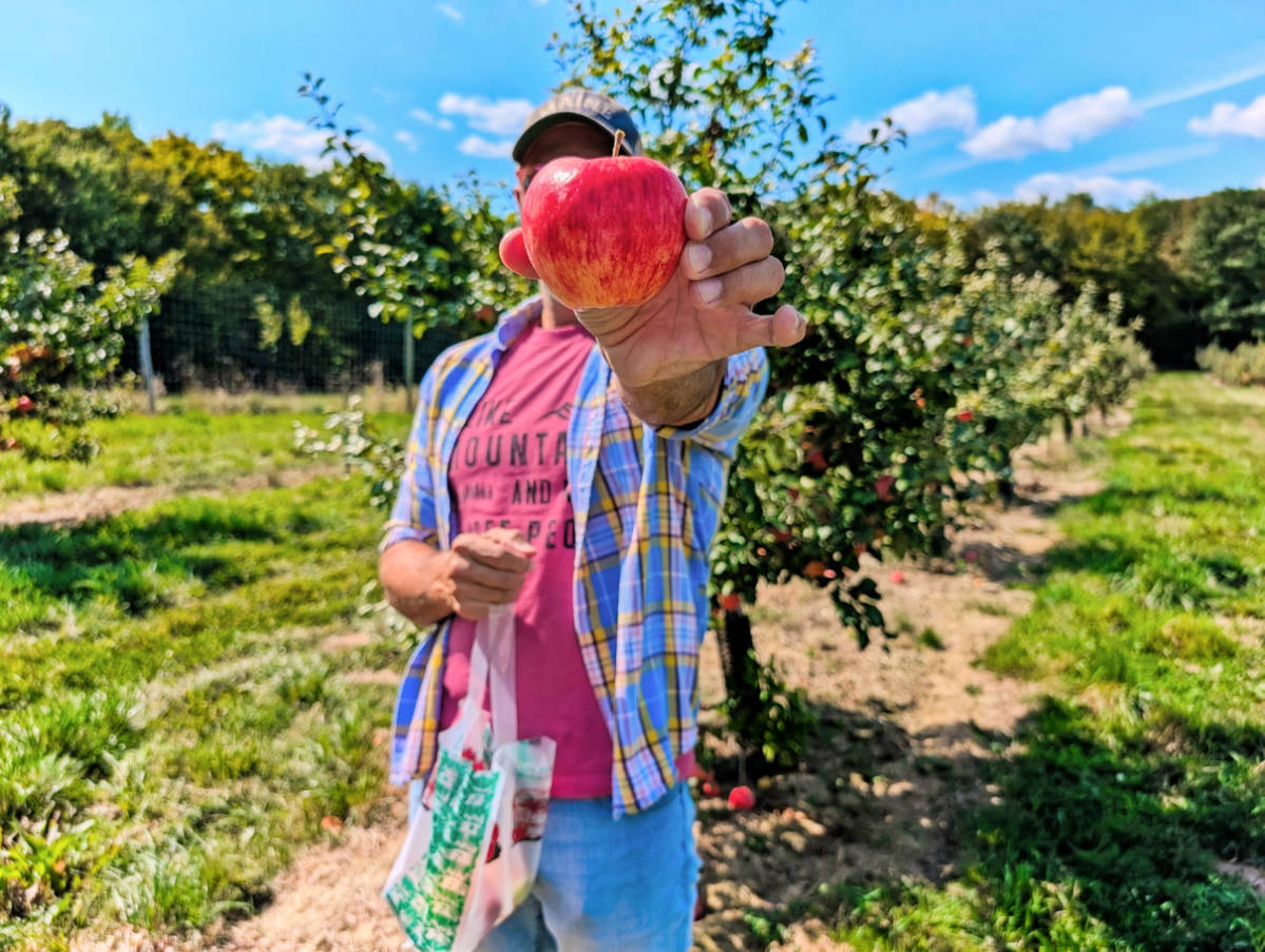 Rob Taylor Apple Picking at Rocky Ridge Orchards in Bowdoin Maine 2