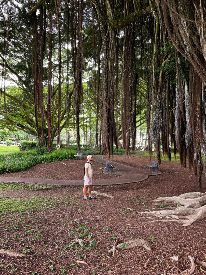 Rob Taylor with Banyan Trees at Liliʻuokalani Gardens Hilo Big Island Hawaii 1