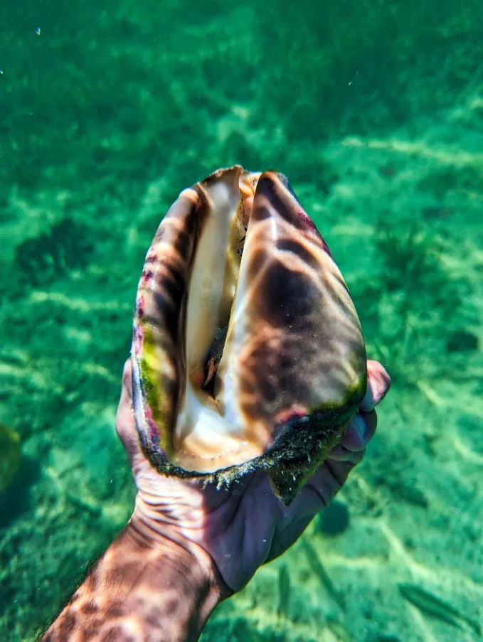 Rob Taylor with Conch in Key West National Wildlife Refuge Florida Keys 2