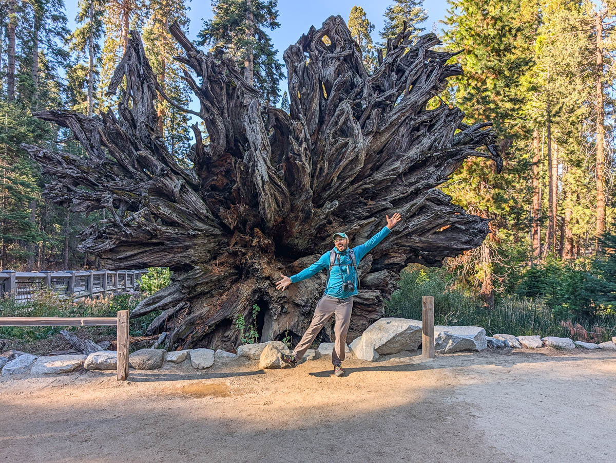 Rob Taylor with Roots of Stump Giant Sequoias at Mariposa Grove Yosemite National Park California 1