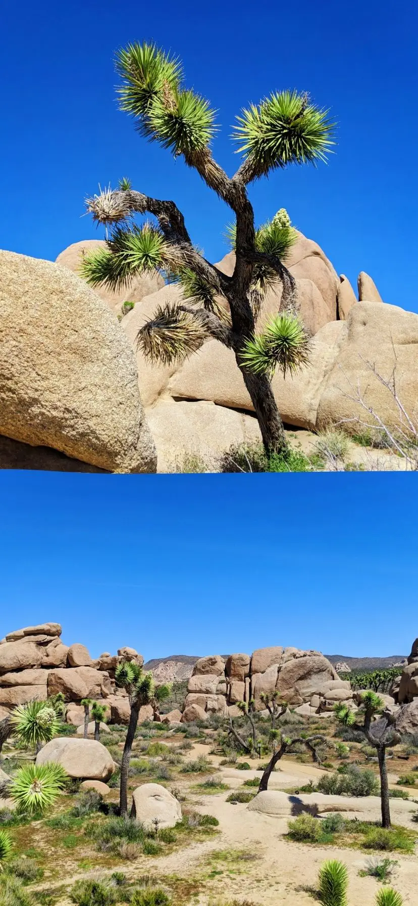 Rock Garden at Joshua Tree National Park