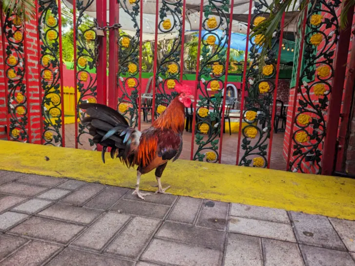 Rooster in Historic District Key West Florida Keys 1