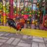 Rooster in Historic District Key West Florida Keys 1
