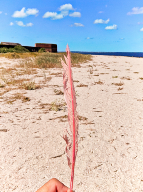 Roseate Spoonbill Feather on Beach at Fort Clinch State Park Fernandina Beach Amelia Island Florida 1