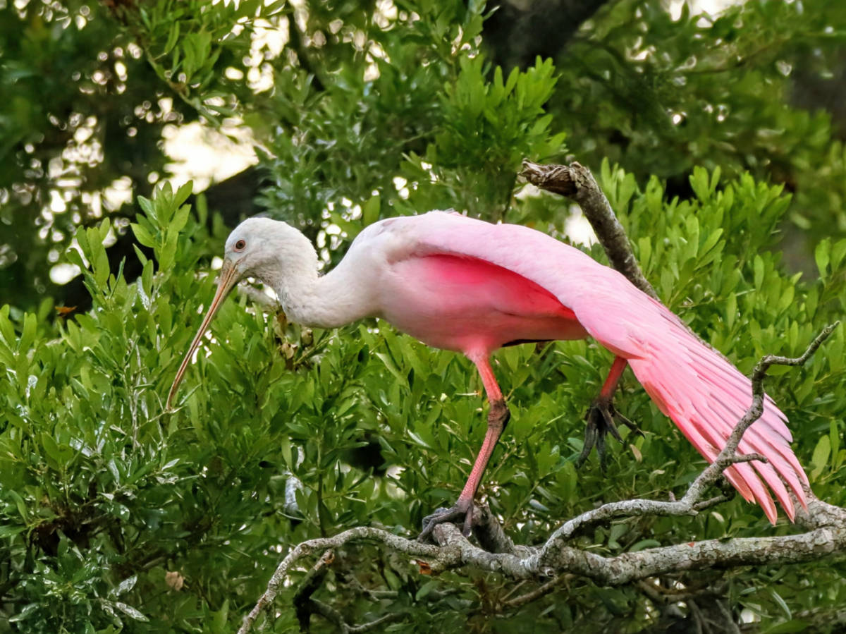Roseate Spoonbill at Lake Griffith State Park Leesburg Florida 4