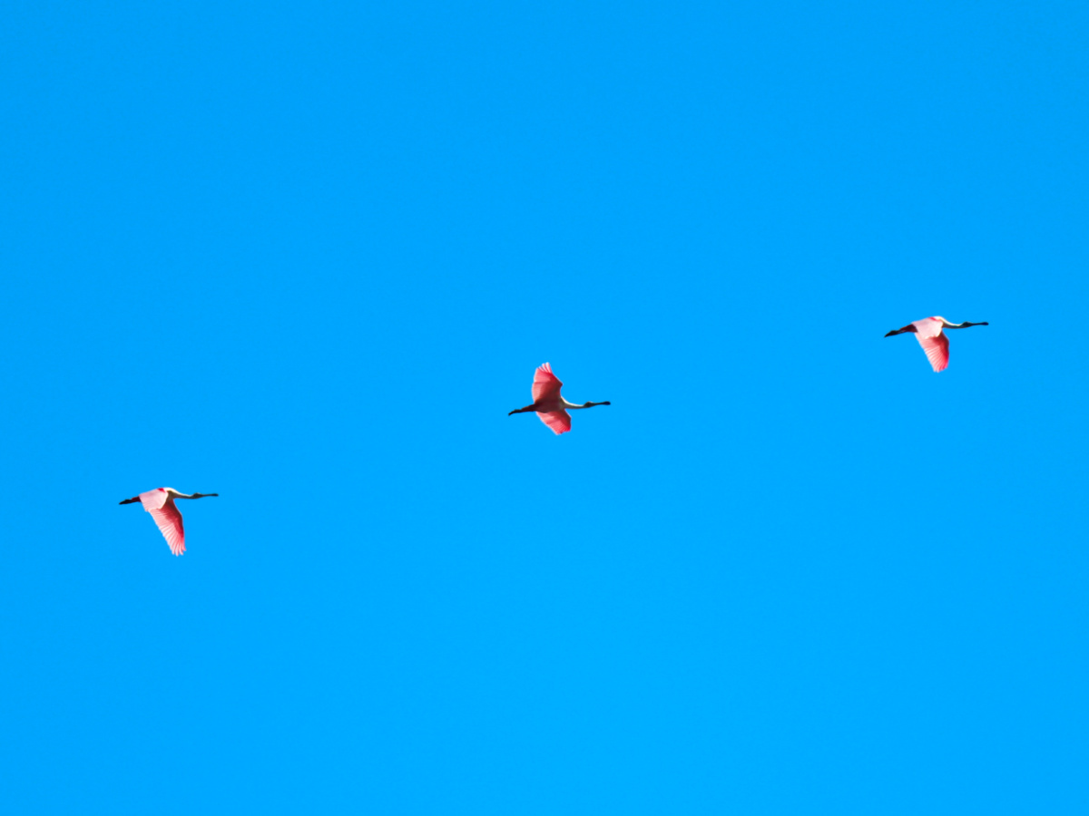 Roseate Spoonbills flying over Islamorada Florida Keys 1