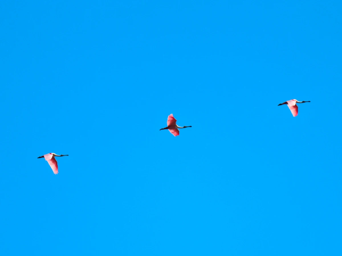 Roseate Spoonbills flying over Islamorada Florida Keys 1