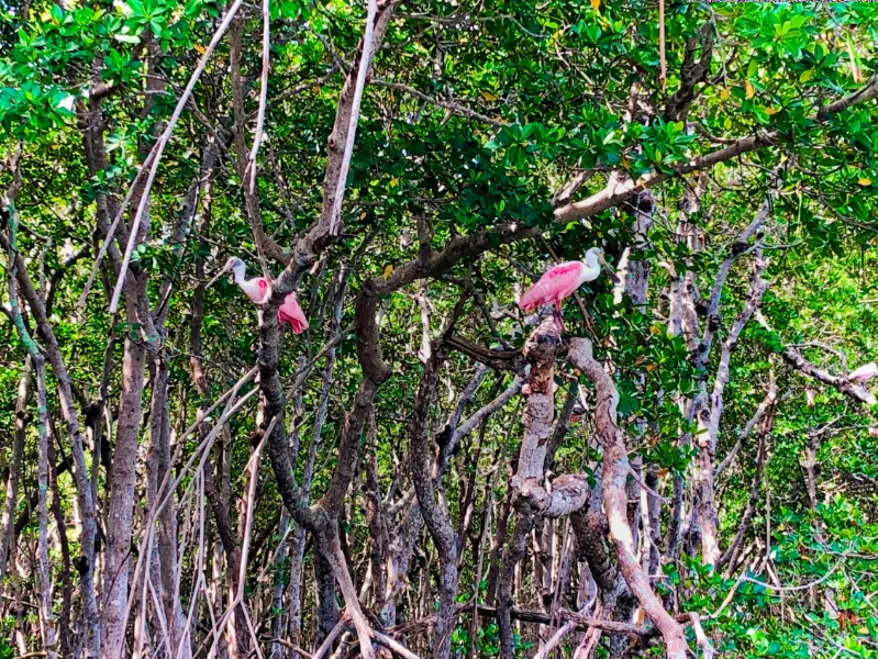 Roseate Spoonbills in Mangroves_Marcea Cazel