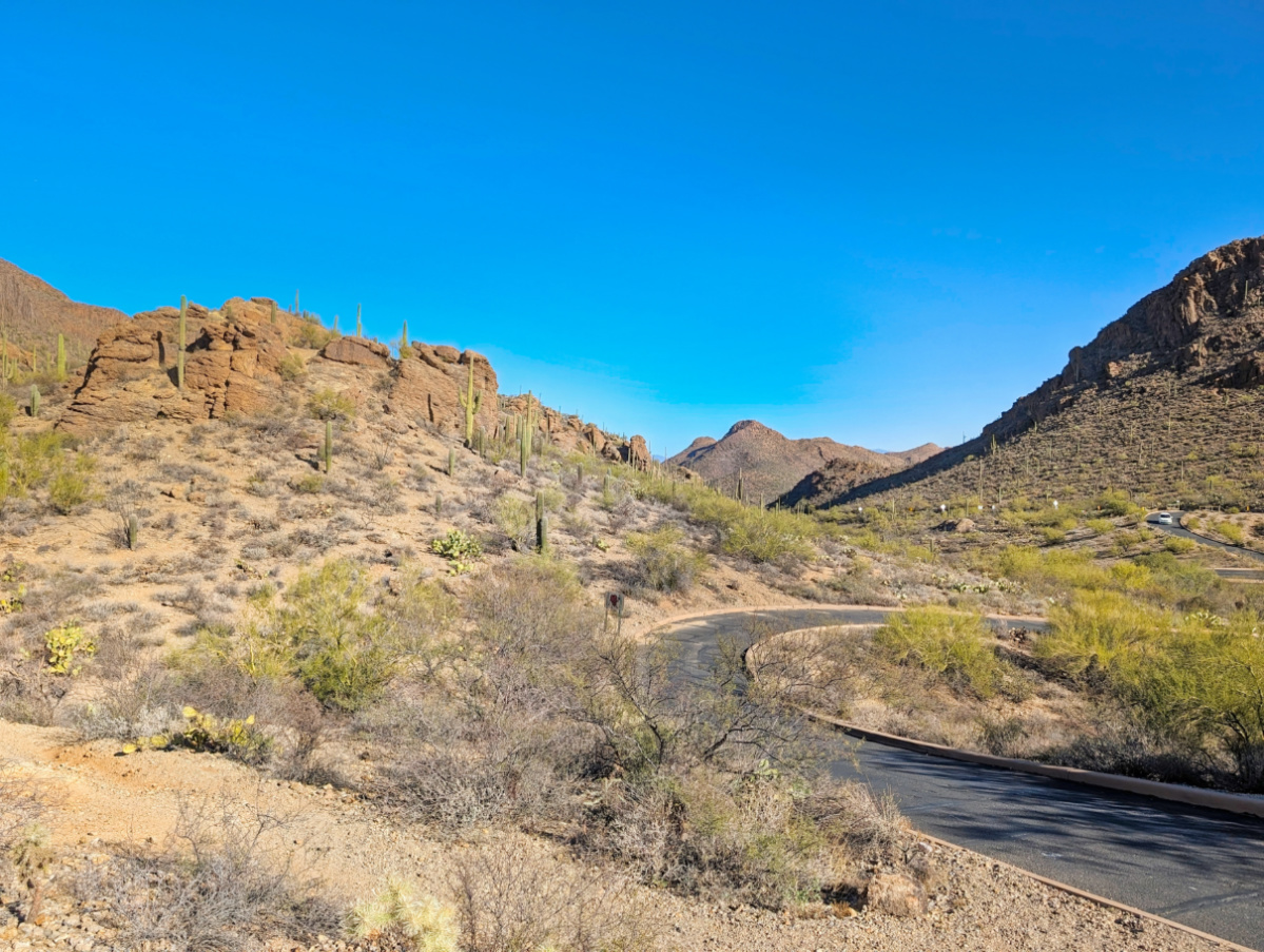 Saguaro Cactus Forest in Gates Pass Saguaro National Park Tucson Arizona 1