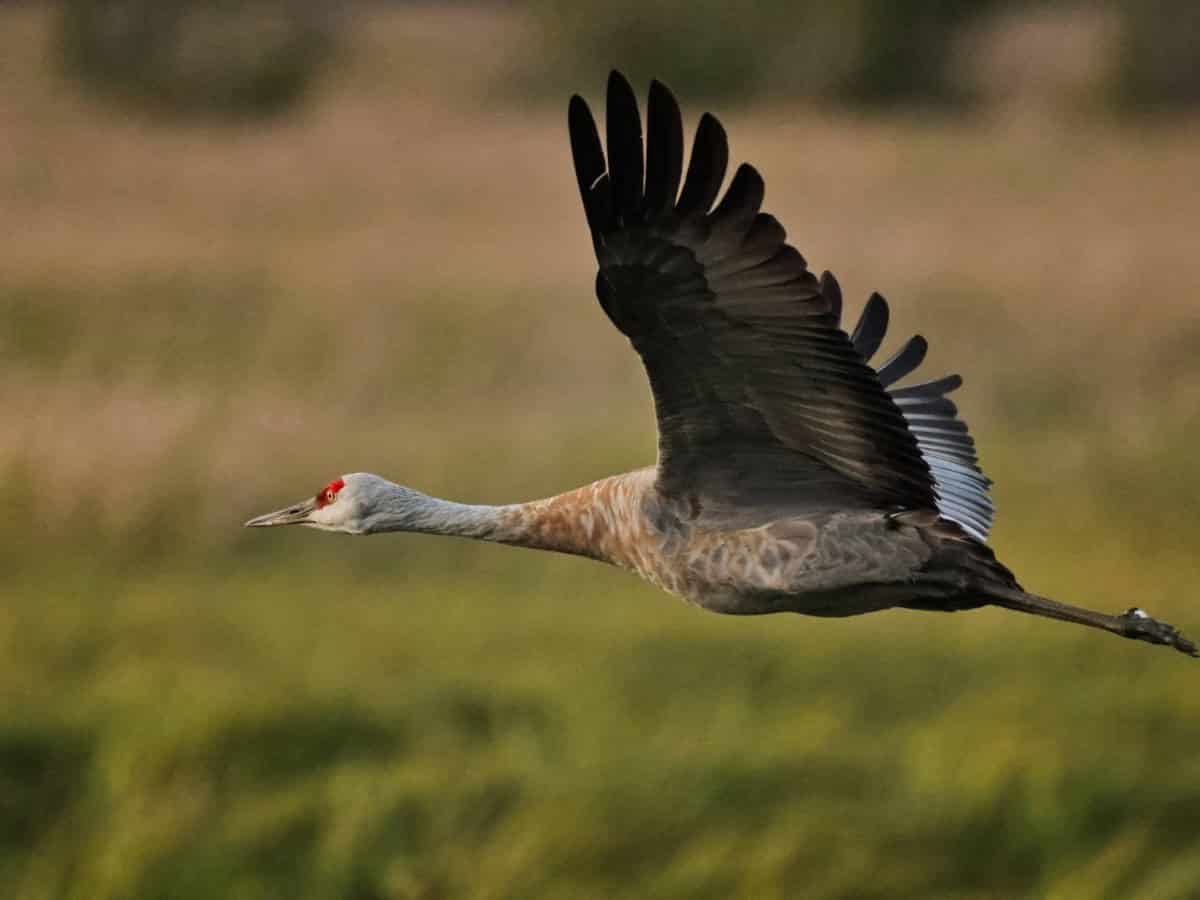 Sandhill Crane at Beluga Wetlands Alaska Maritime National Wildlife Refuge Homer Alaska 1